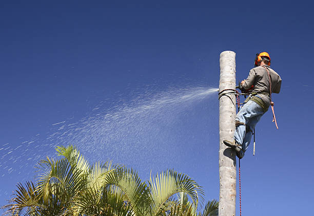 Best Arborist Consultation Services  in Garrison, TX