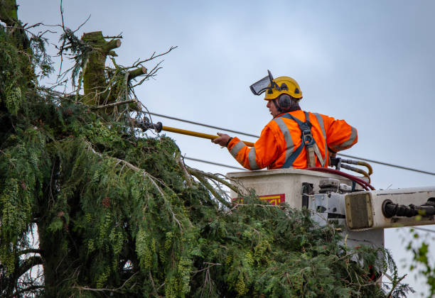 Best Tree Risk Assessment  in Garrison, TX