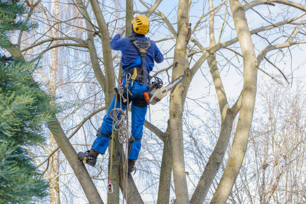 Best Firewood Processing and Delivery  in Garrison, TX