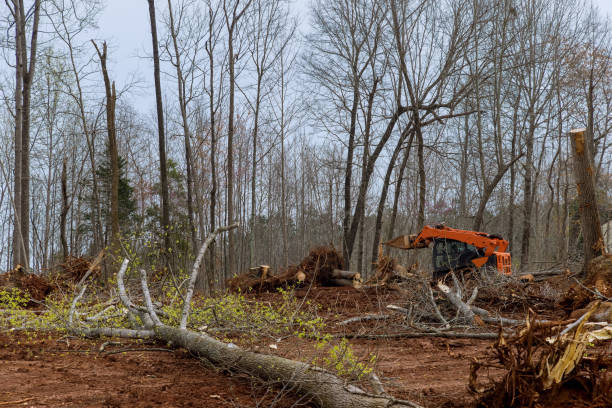 Tree and Shrub Care in Garrison, TX