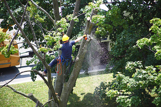 Professional Tree Removal Services in Garrison, TX