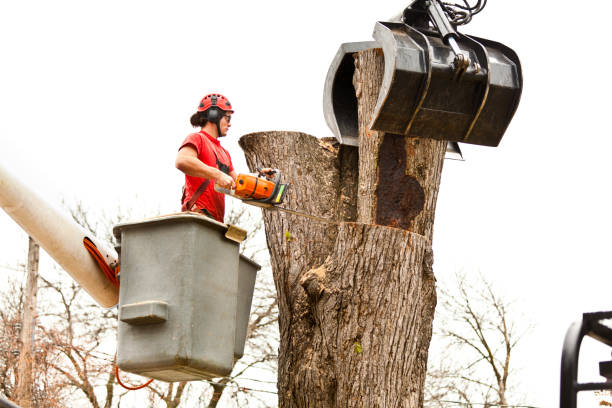 Best Root Management and Removal  in Garrison, TX